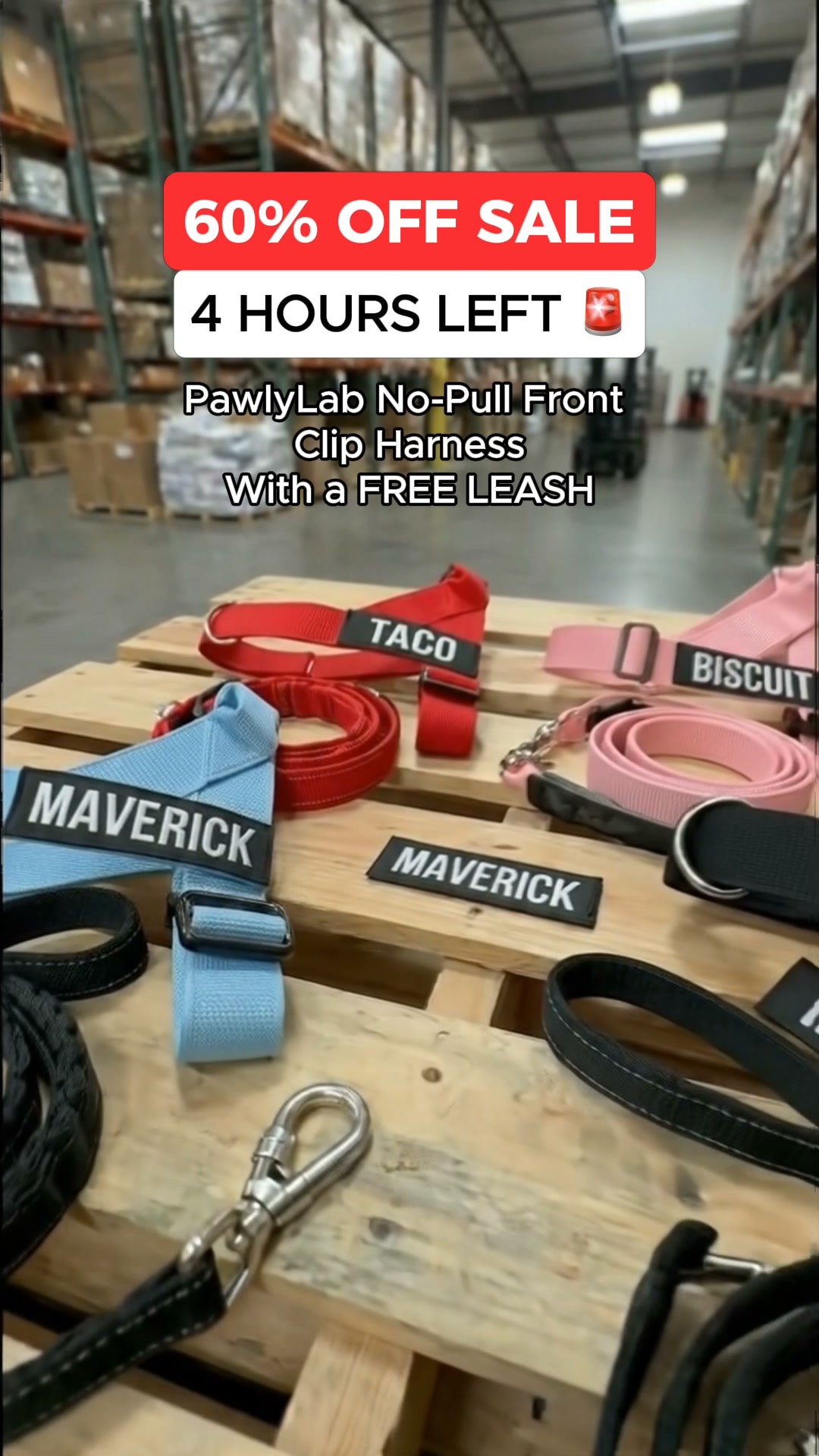 FREE LEASH TODAY