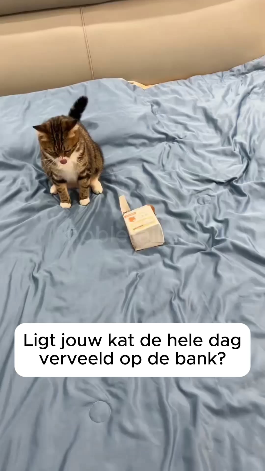 Anti-verveling voor je kat
