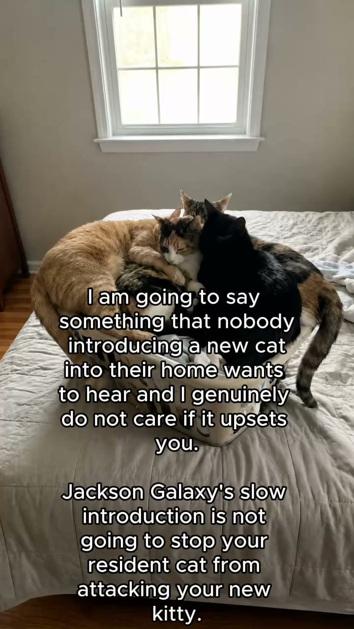 Read This If Your Resident Cat is Hurting Your New Kitten