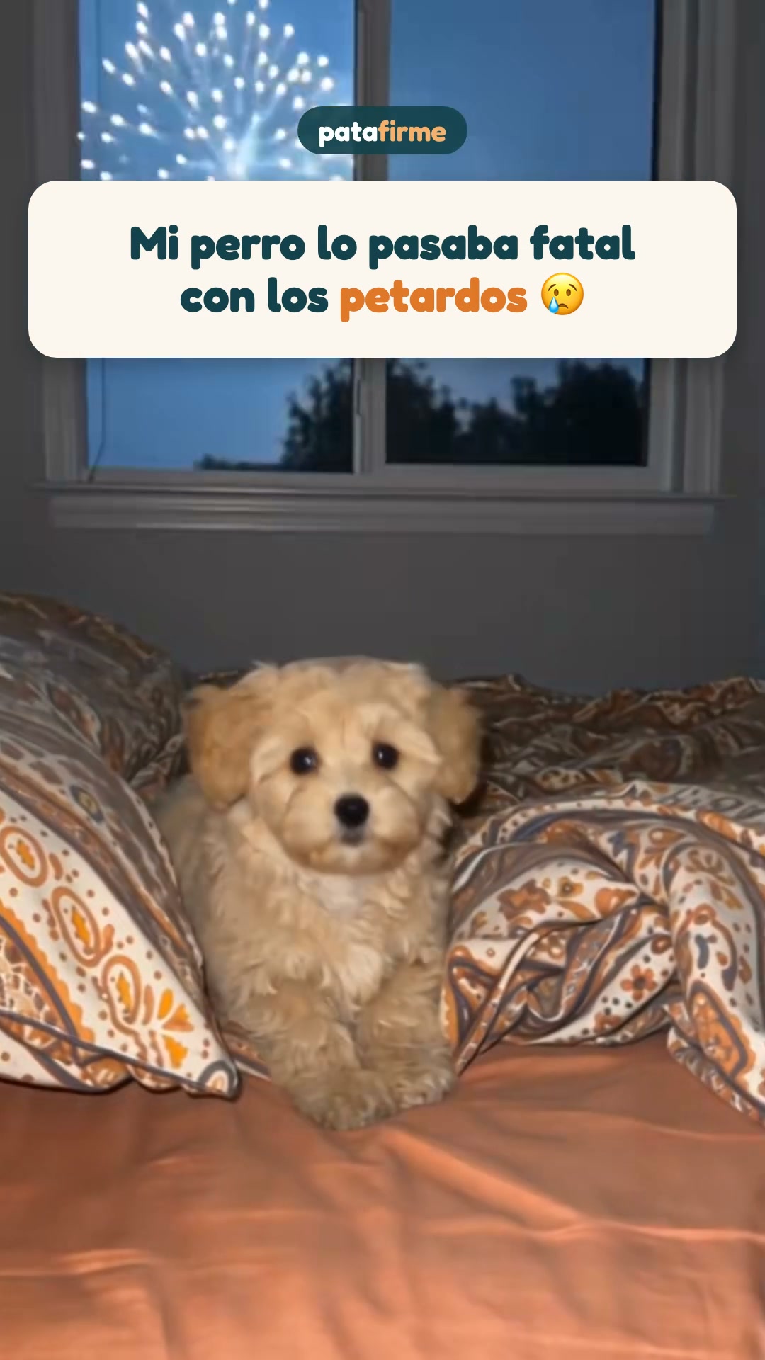 Su capucha para las noches de petardos