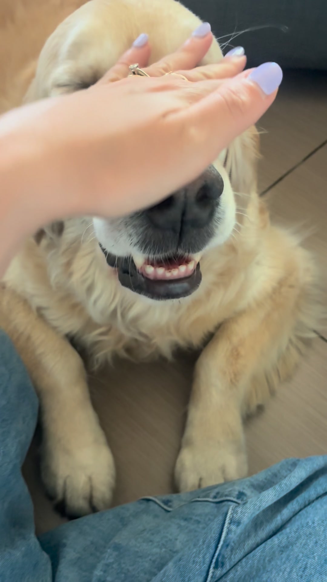 Il supporto giusto per il tuo cane
