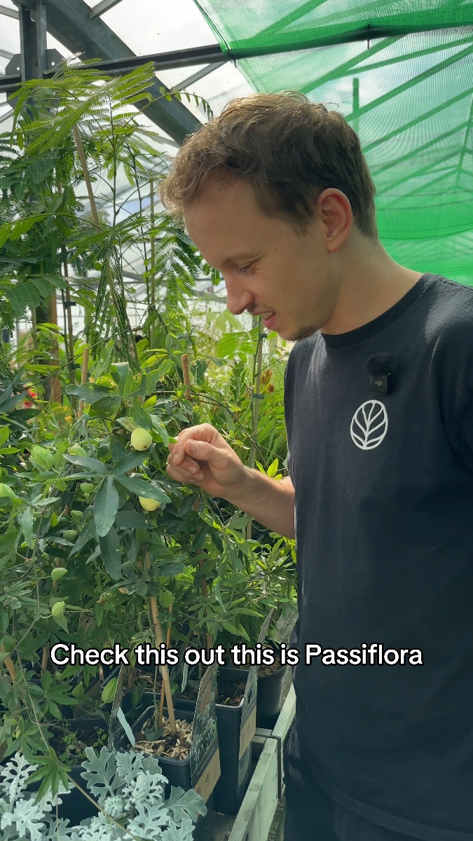 Passiflora caerula (Passion Fruit)