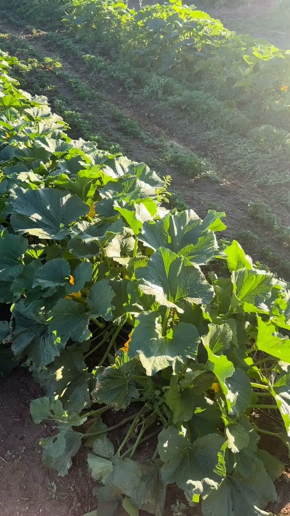 Grow Your Own Food