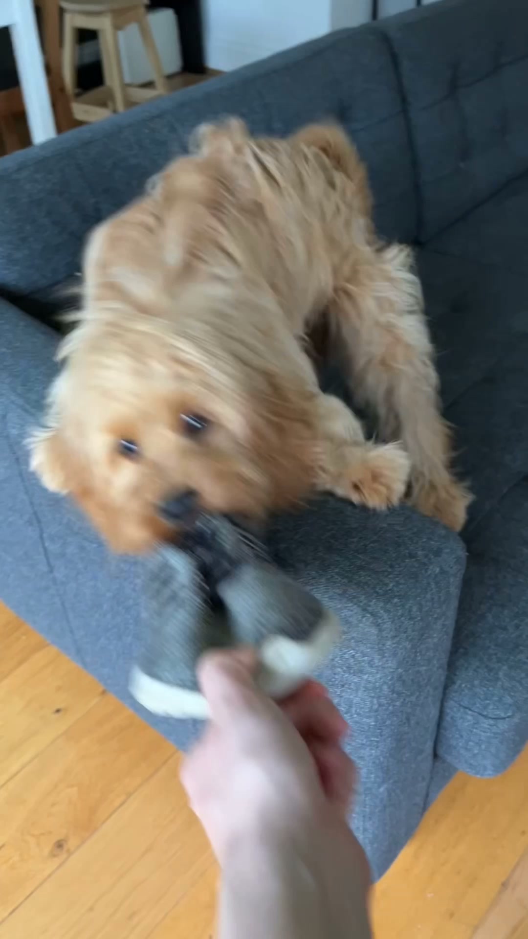 Pet essentials, sorted
