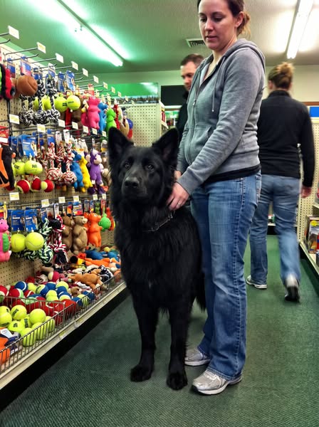 Read this if your dog never switches off