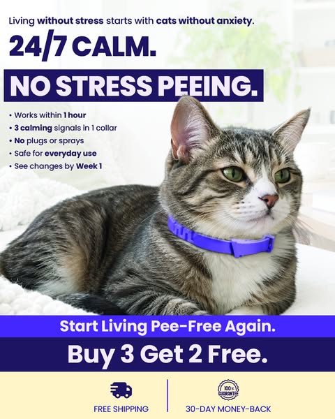 Calming Support That Goes With Your Cat