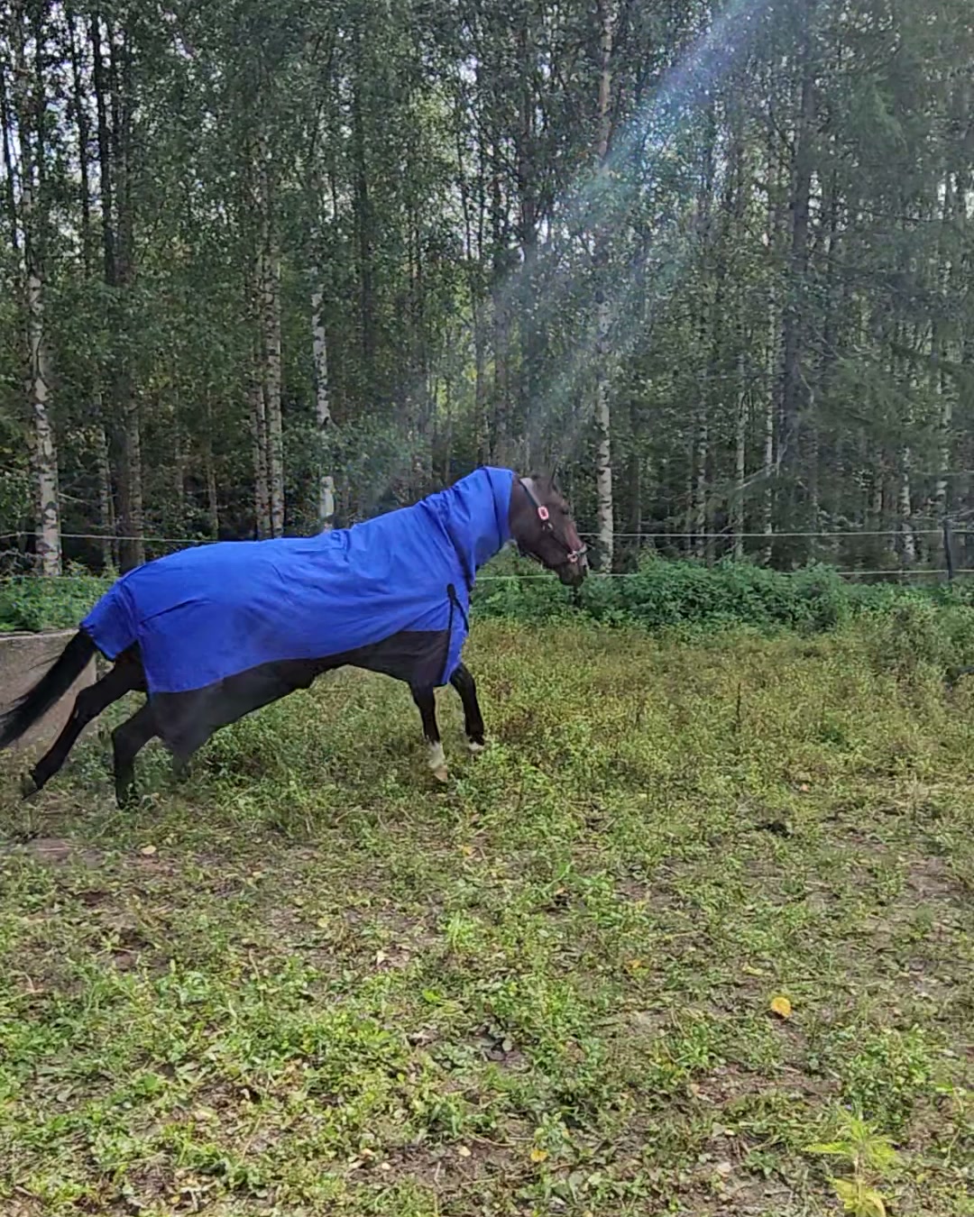 Ilmainen toimitus yli 49 € tilauksiin