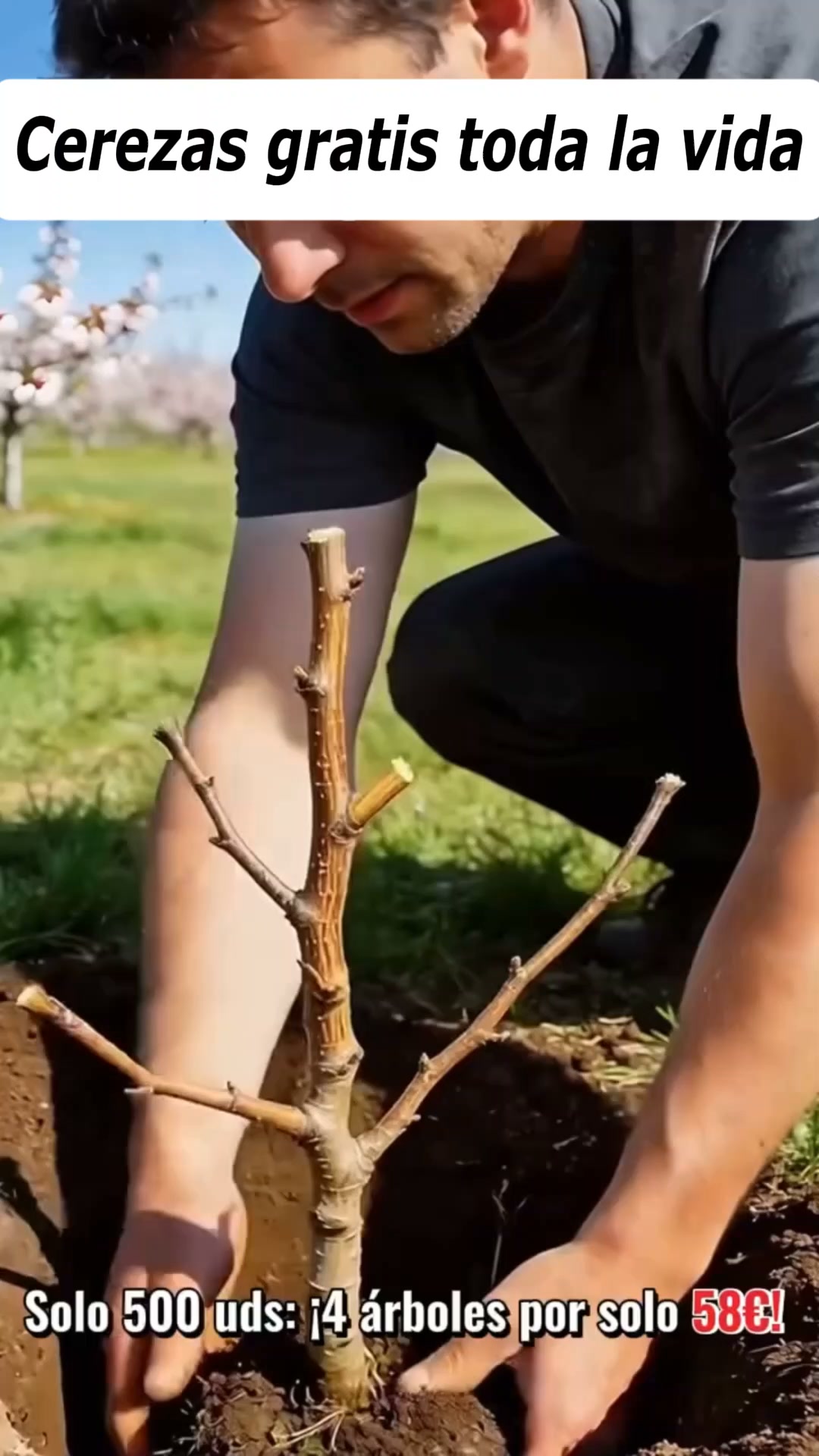 Cerezas gratis toda la vida