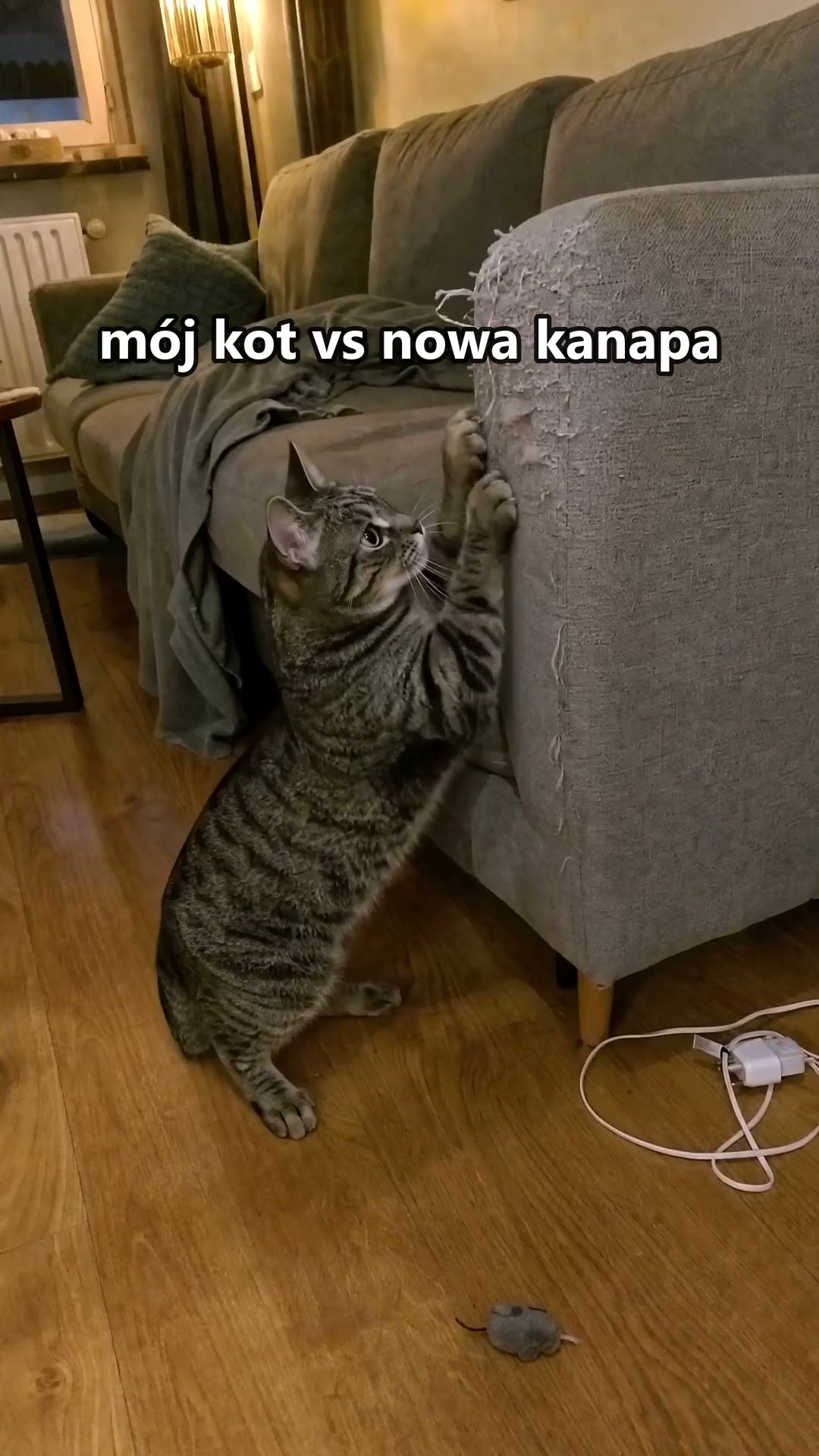 Kot drapie. Kanapa cała.