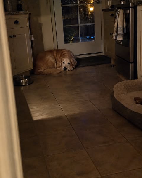 What I Got Wrong About Senior Dogs' Paws for Years