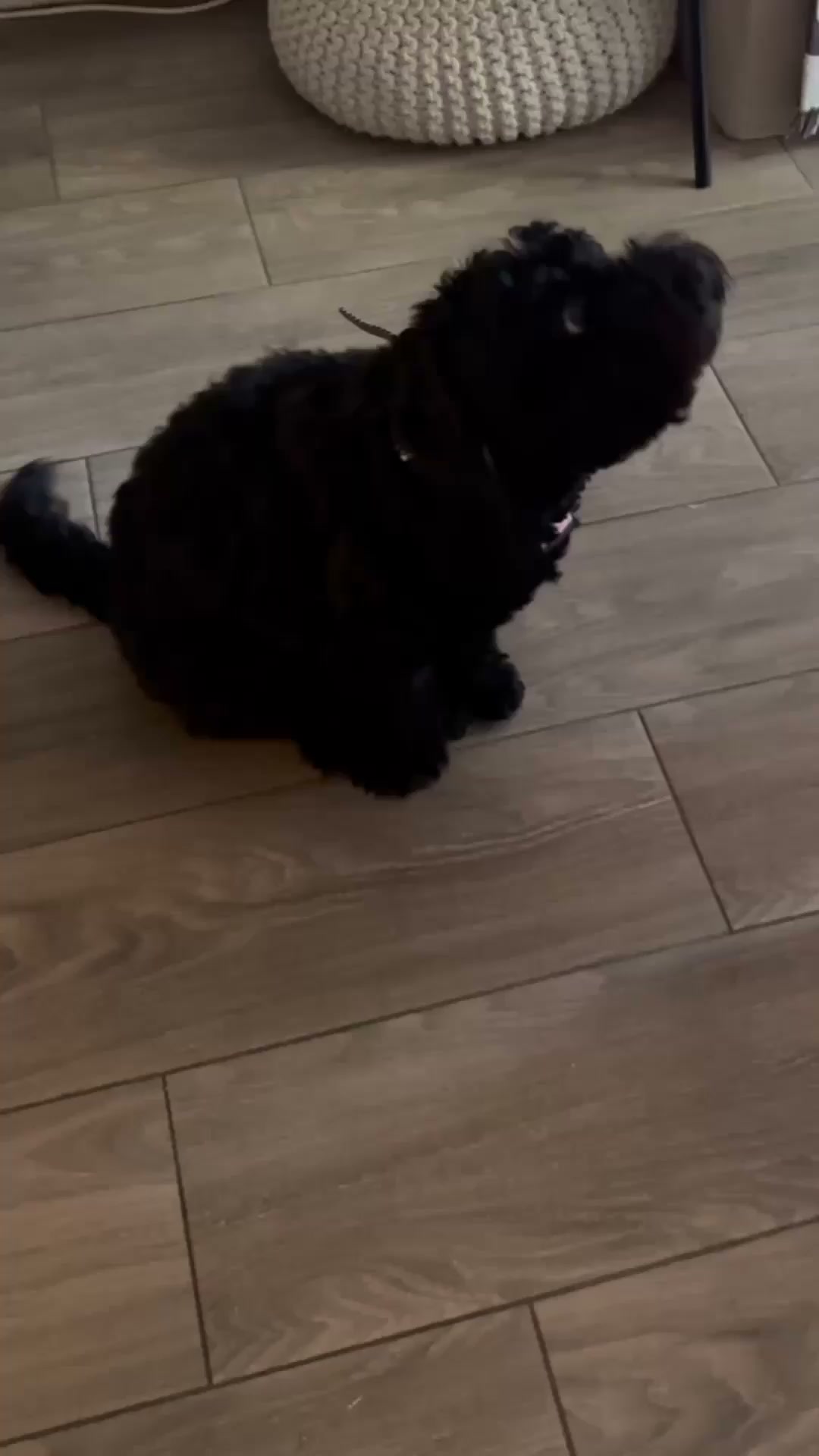 A daily soft chew he'll actually eat.