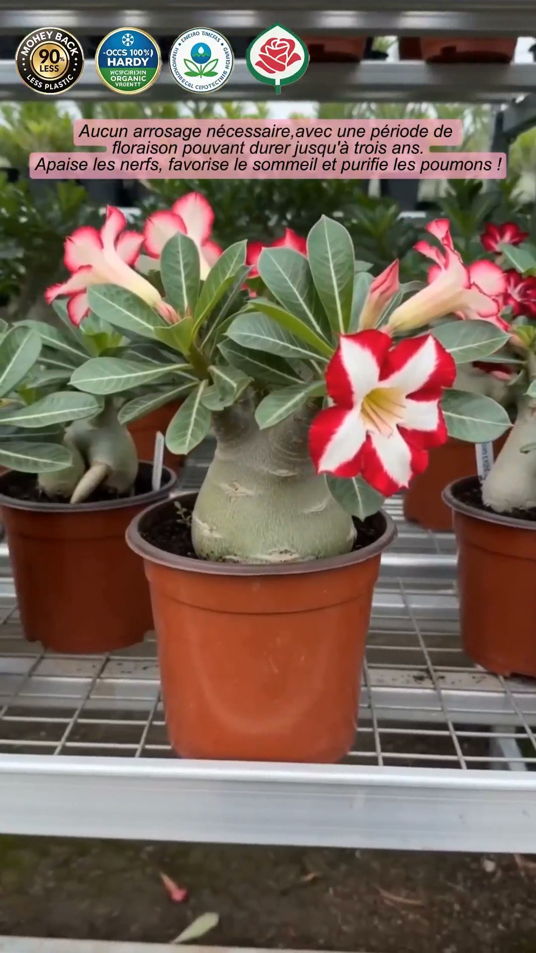 La plante qui ne meurt jamais – arrosez‑la et elle vit 100 ans !