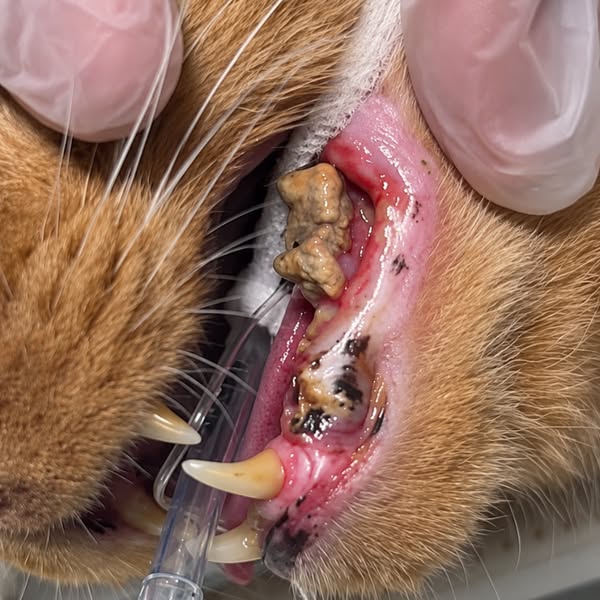 N'attendez pas le devis pour ses dents