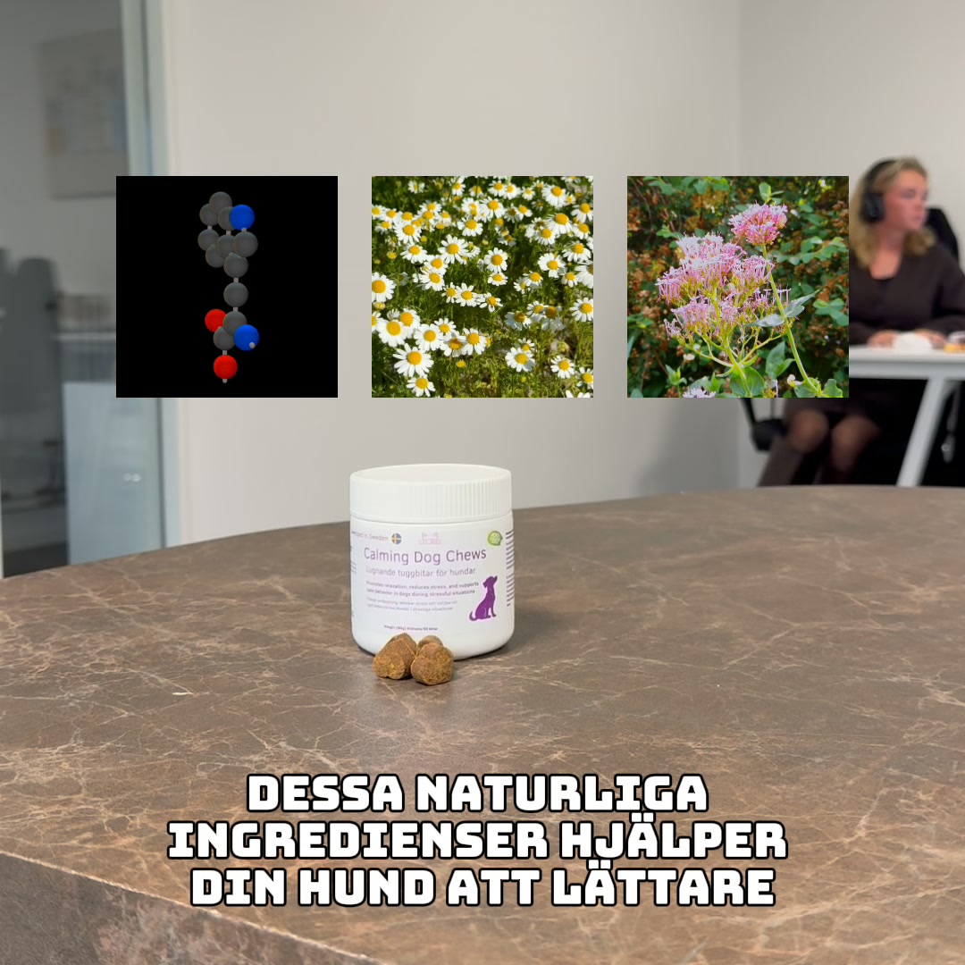 För en lugnare hund