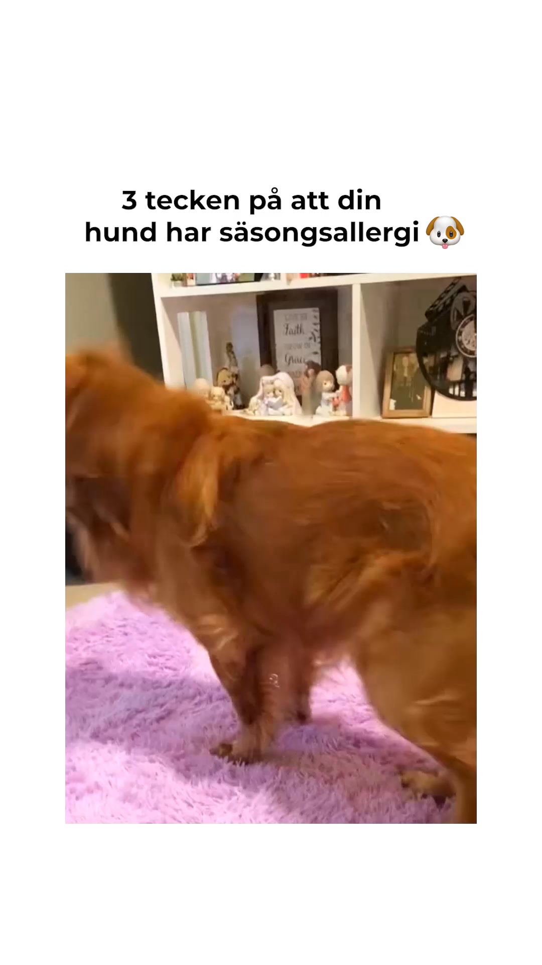 Bekämpa säsongsallergier! (100% naturligt)