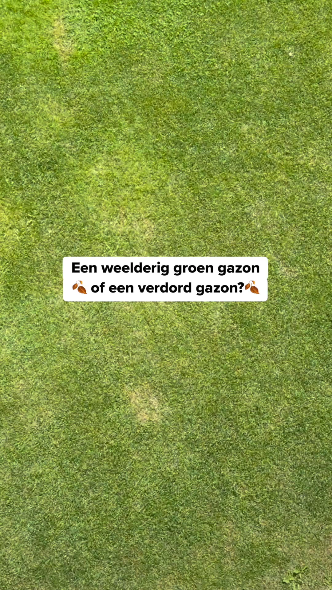 Je gazon redden na de zomer