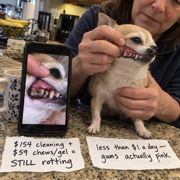 Read This If Your Chihuahua's Breath Reeks