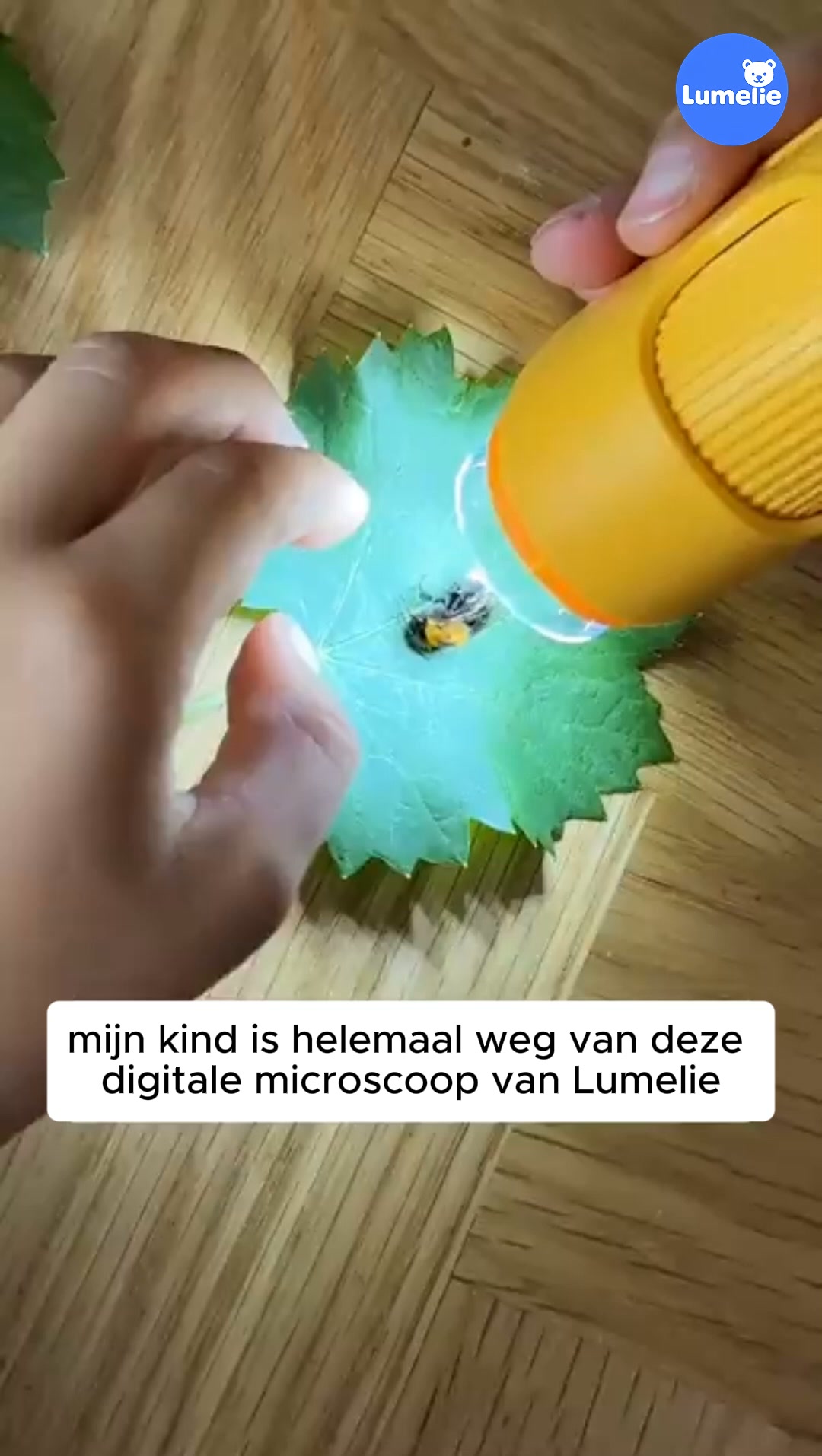 Lumelie
