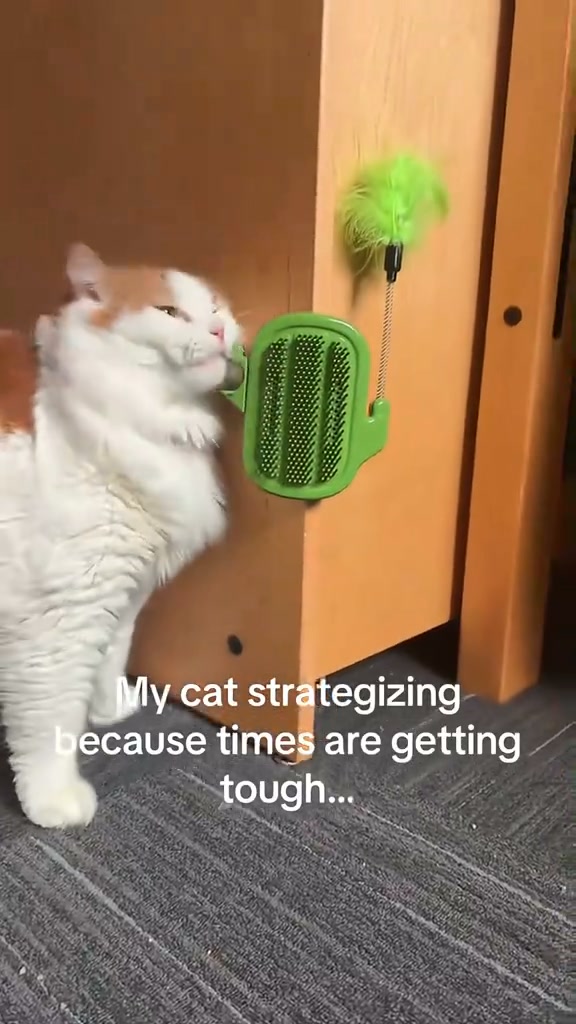 Your Cat’s New Favorite Spot