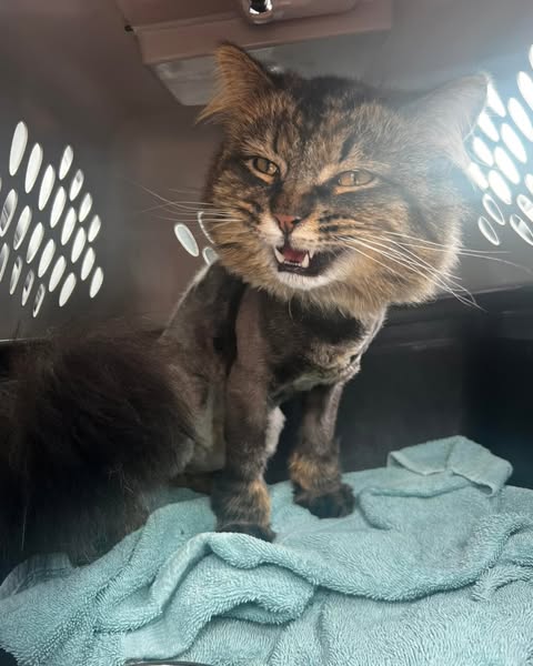I Trusted Amazon. It Killed My Cat Biscuit