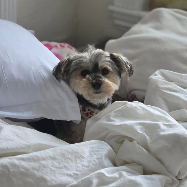 Read This If You Own a Small Breed Dog