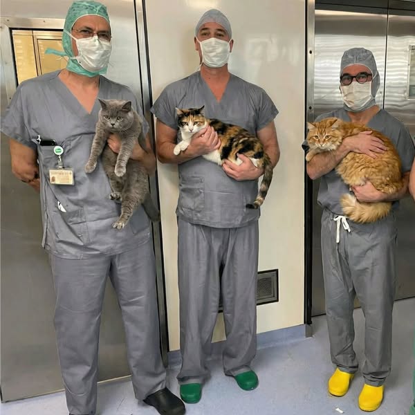 83% aller Katzen mit Premium-Futter haben diesen Mangel...