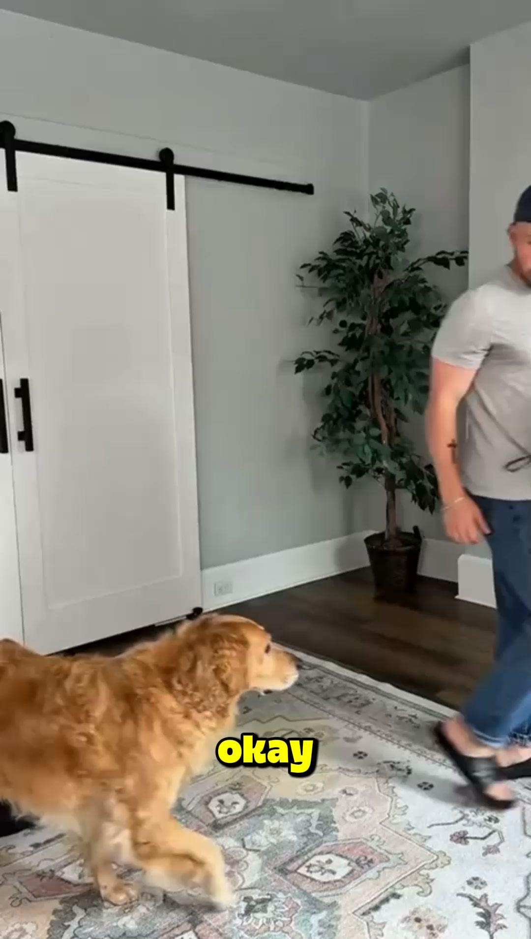 #1 Hundeball