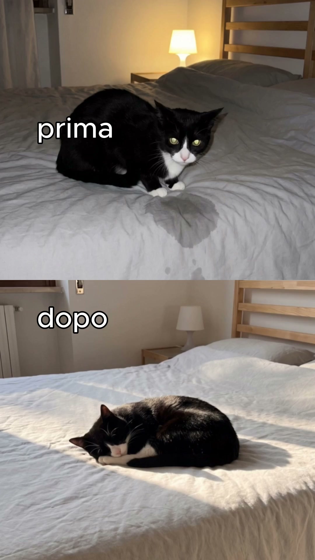 Il diffusore #1 per gatti: calma dalla prima ora, non dopo settimane