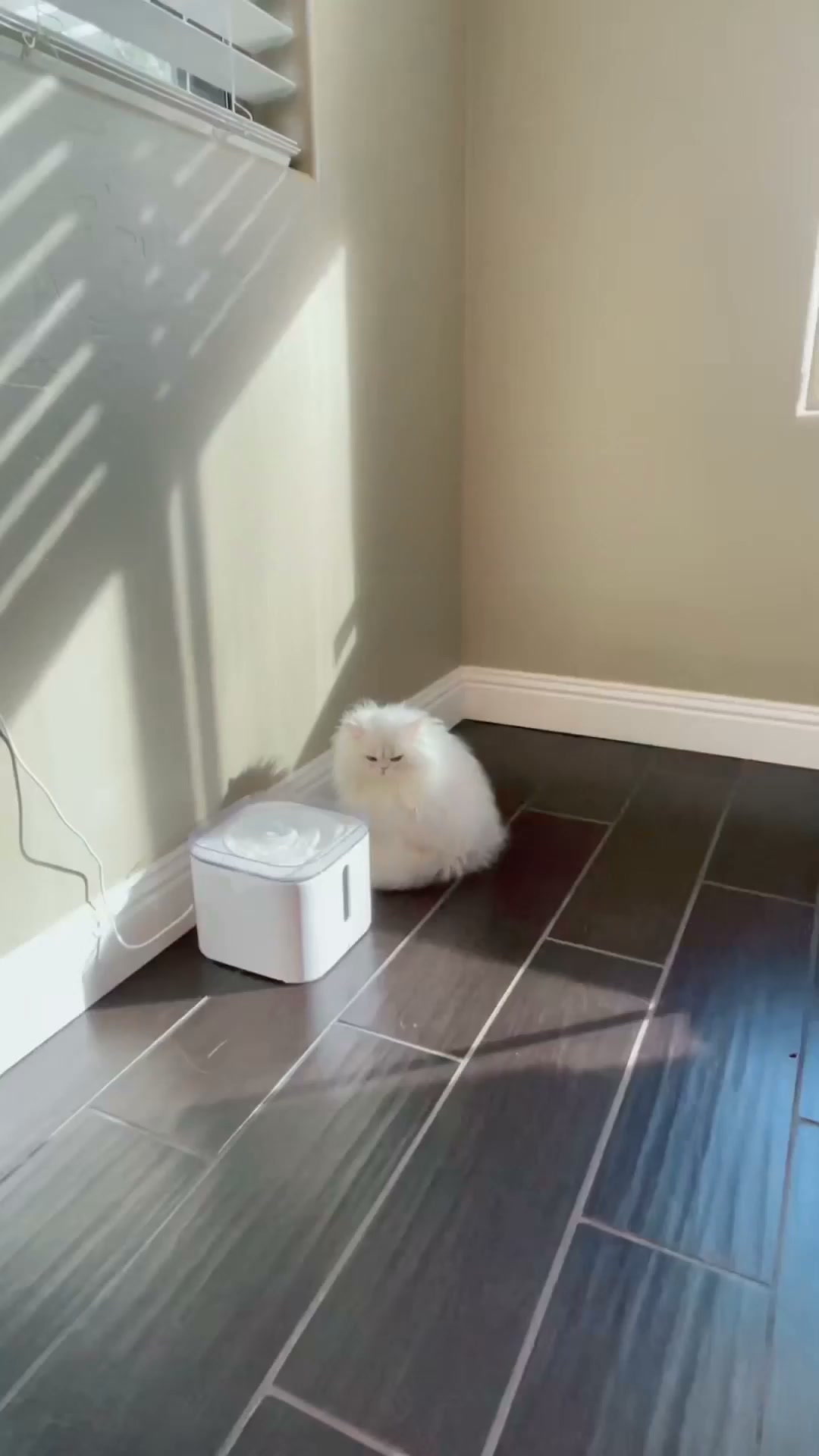 Help Your Cat Drink More