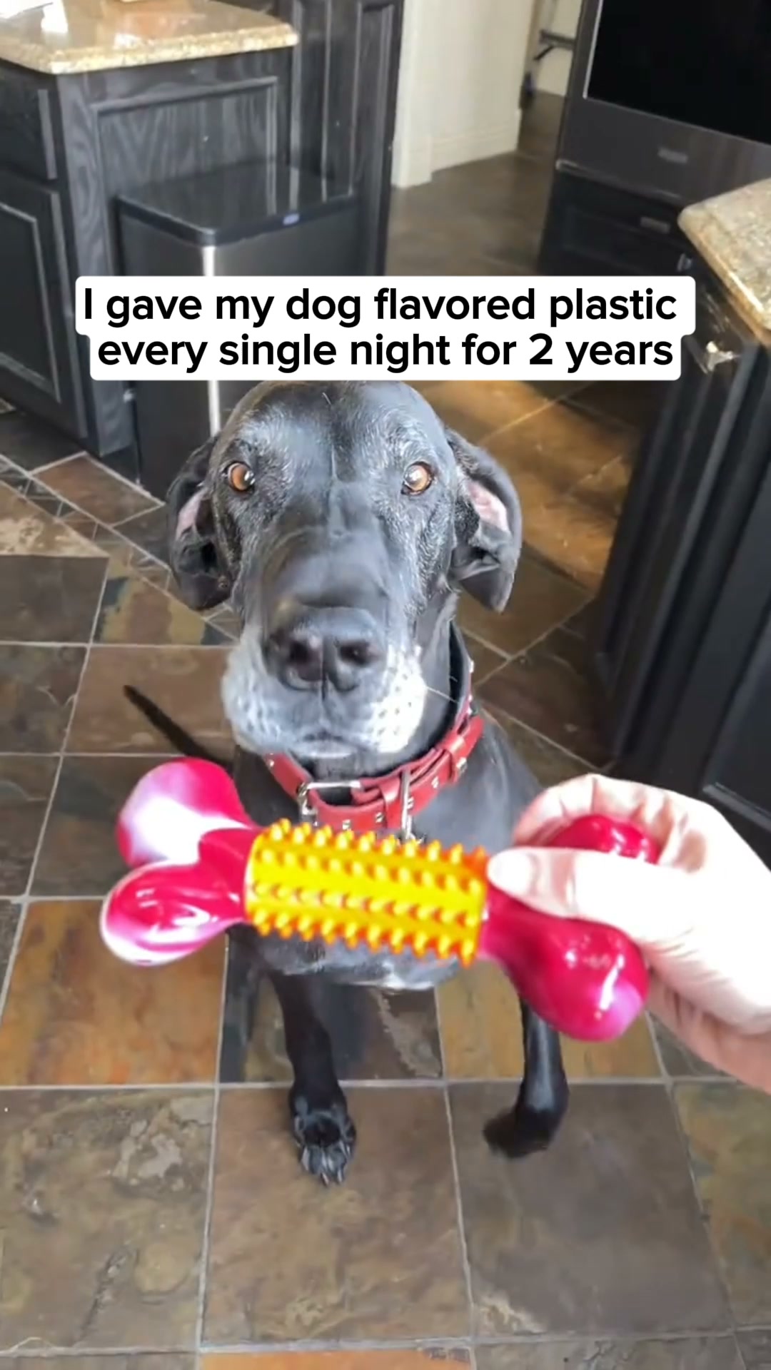What Shelters Give Dogs Instead Of Popular Bones
