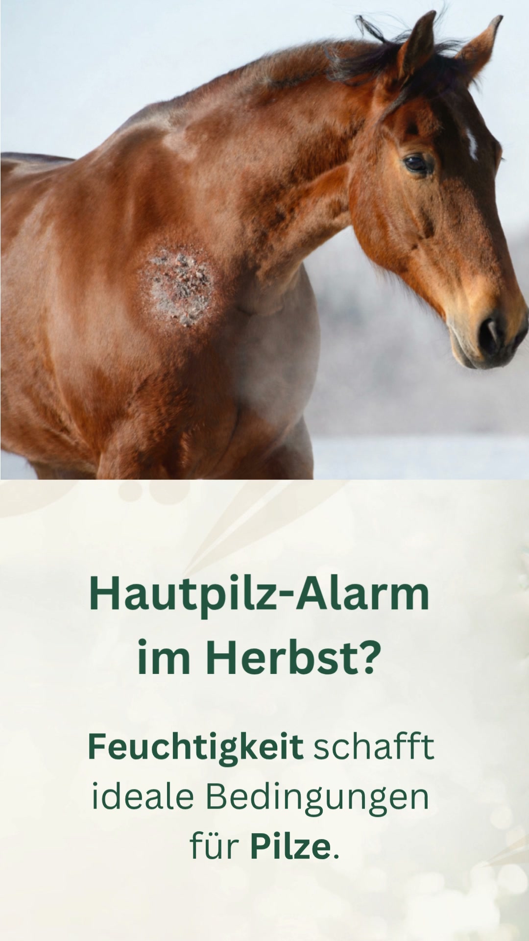Hautpilz beim Pferd? Jetzt handeln