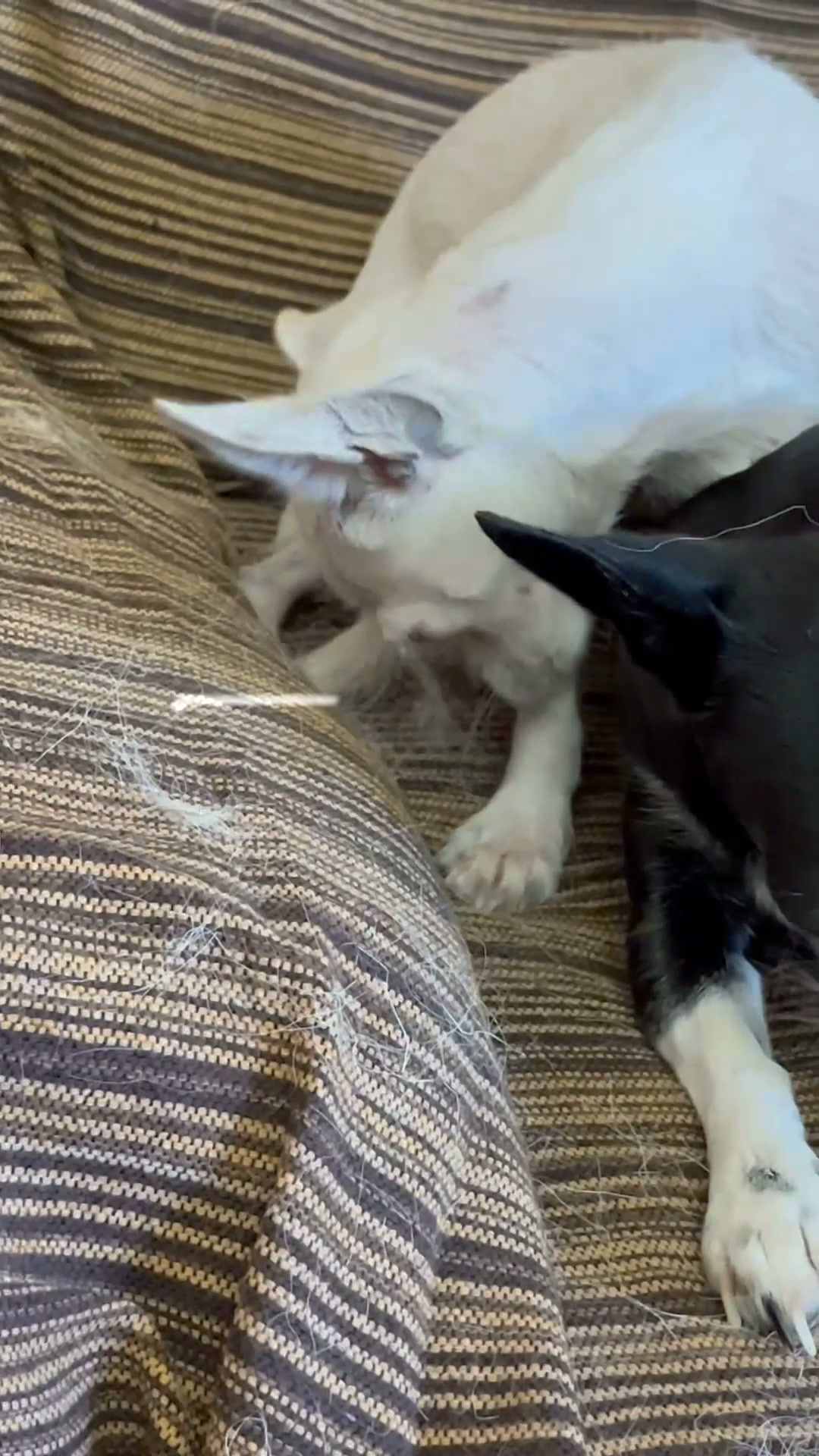 Gánale la batalla al pelo de tu mascota.