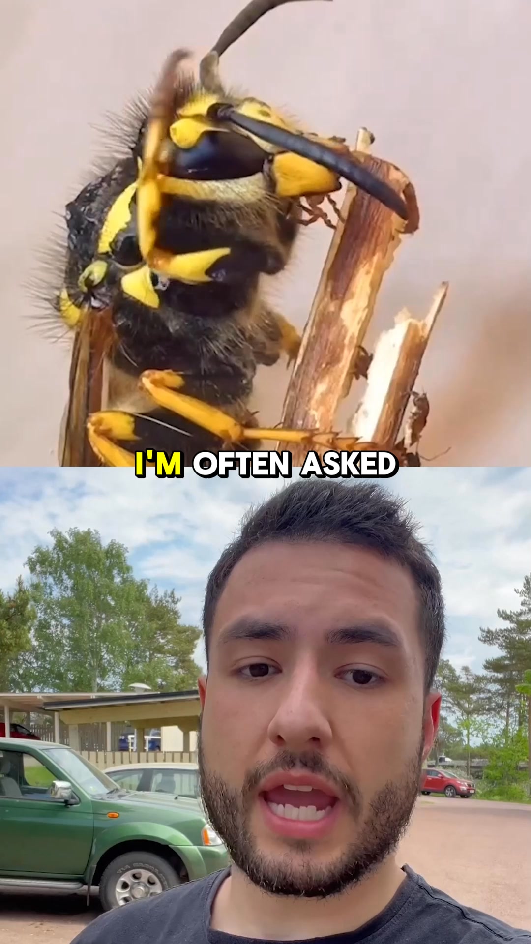 The Natural Way to Keep Wasps Away