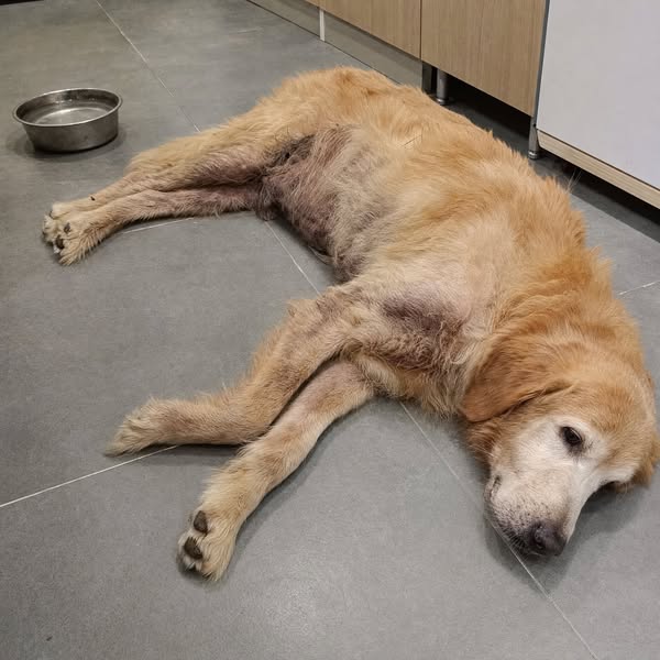 Read This Before Your Next Vet Bill
