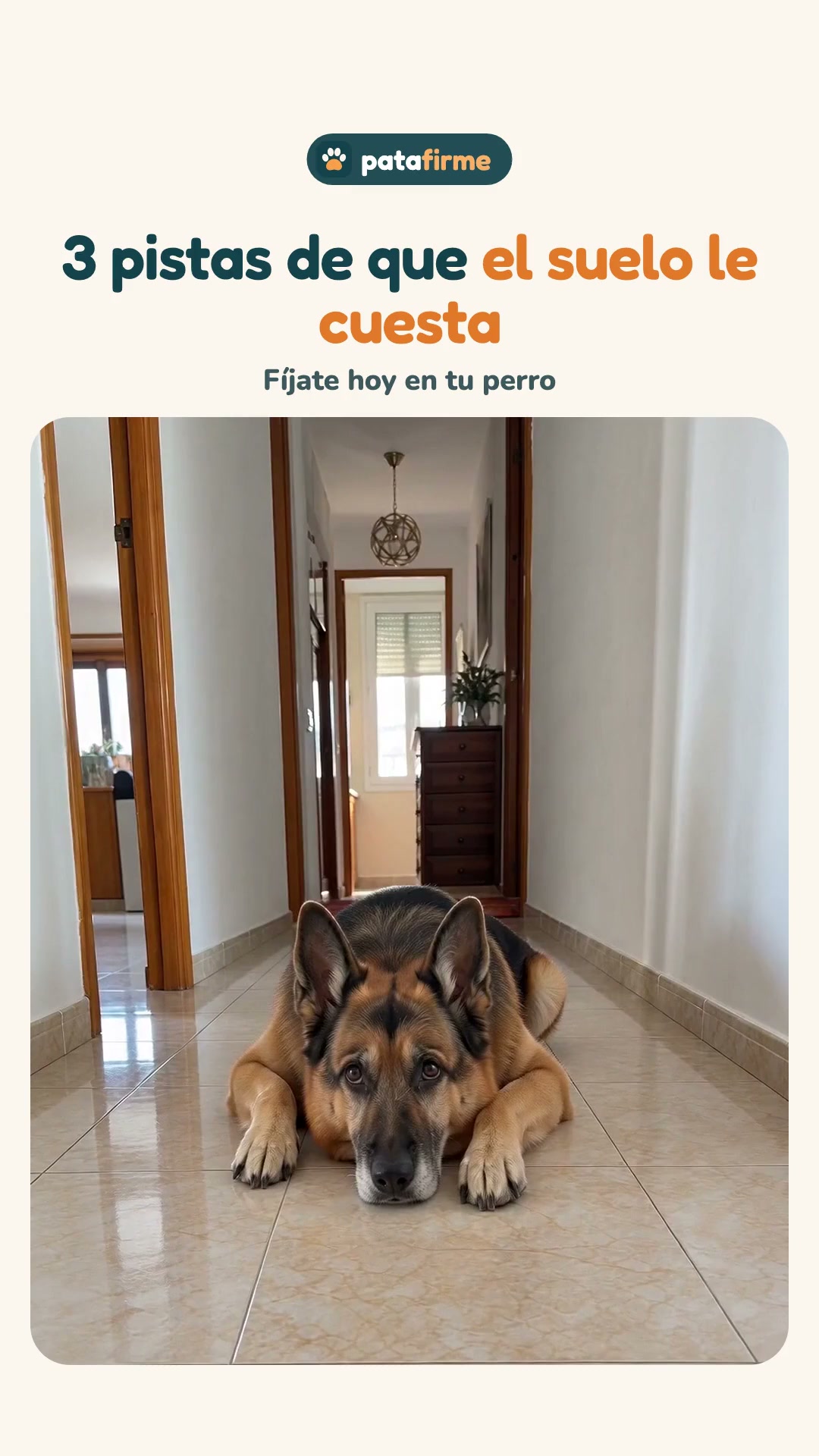 3 pistas de que tu perro resbala en casa