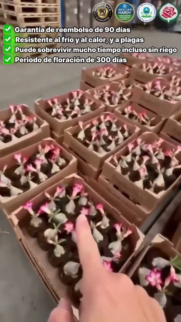 ¡Descubre la magia de la Rosa del Desierto! Prácticamente sin mantenimiento
