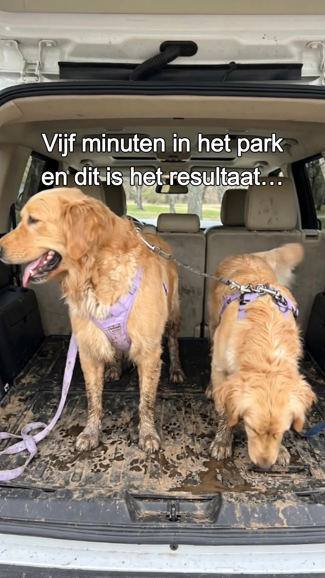 Haren en modder in je auto? Niet meer.