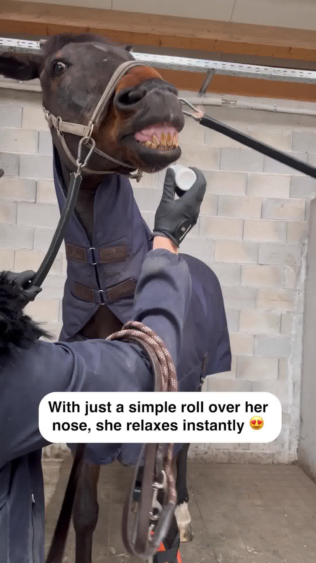 A calmer horse, a better ride