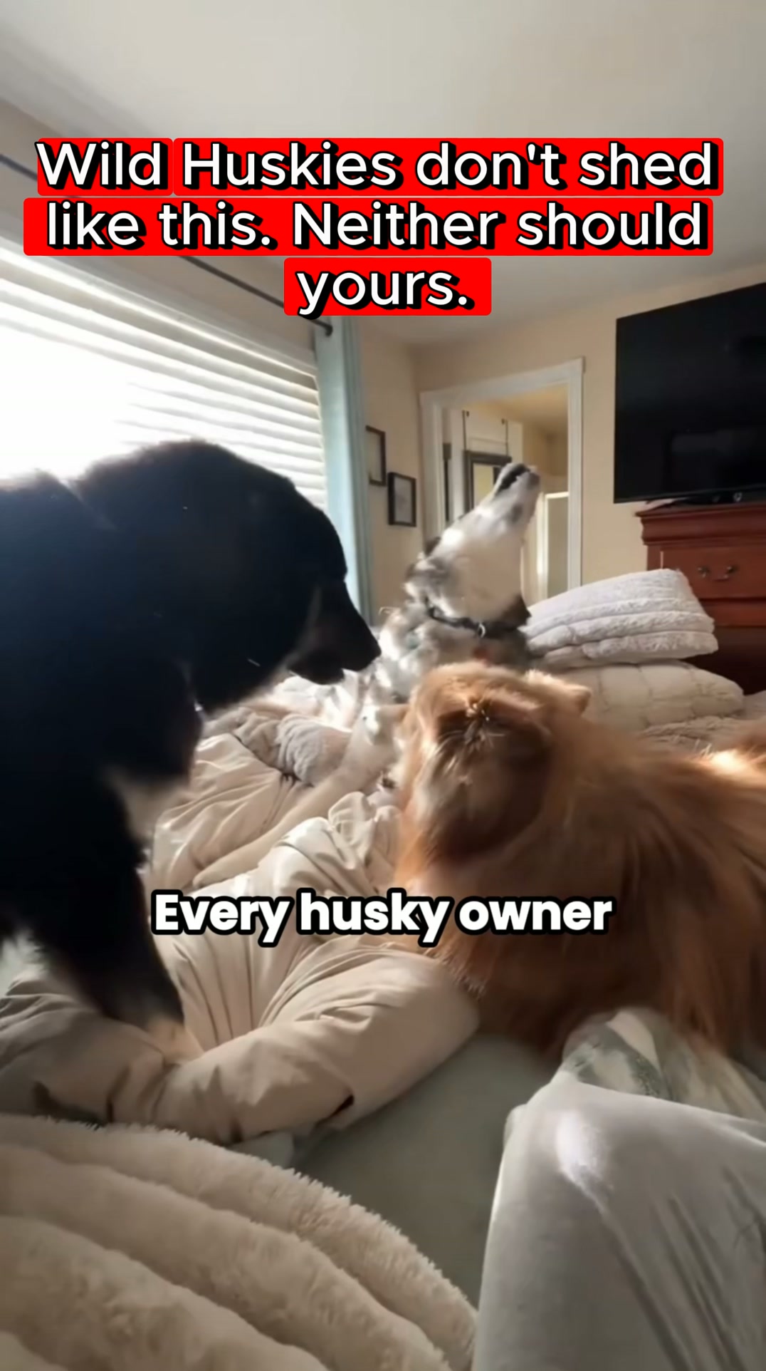 It's Not The Breed. It's The Bowl.