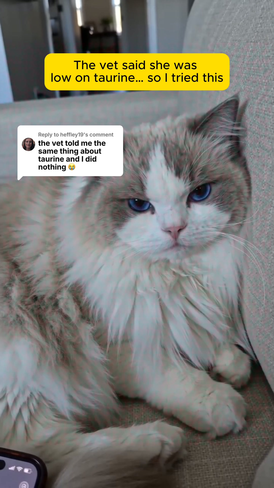 Every Test Came Back Normal. My Cat Was Dying Anyway.