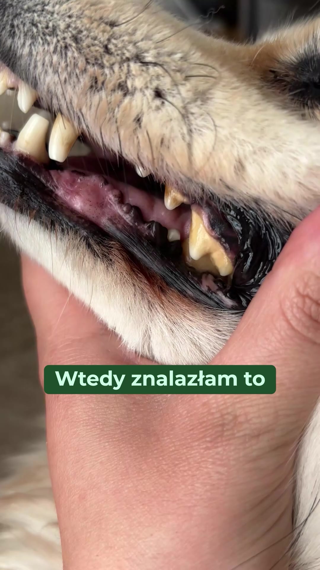 Co naprawdę dzieje się w pysku Twojego psa
