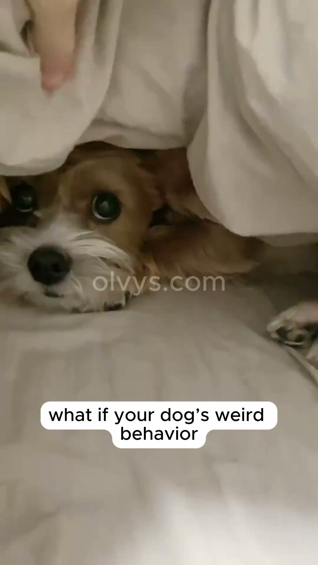 Help your pet rest better | Save 45%
