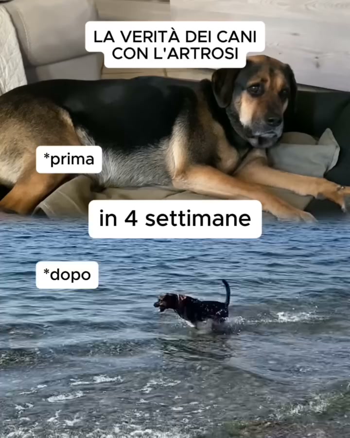 Integratore Mobilità & Articolazioni