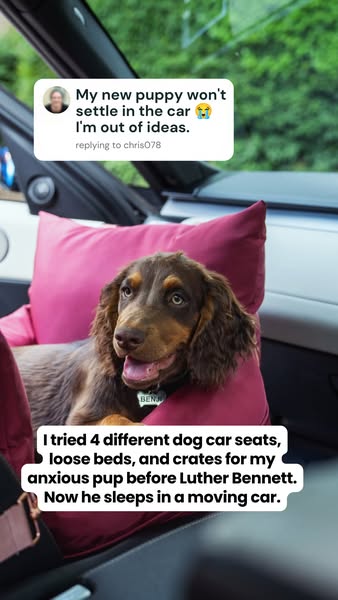 Travel Dog Pod (Now with ISOFIX)