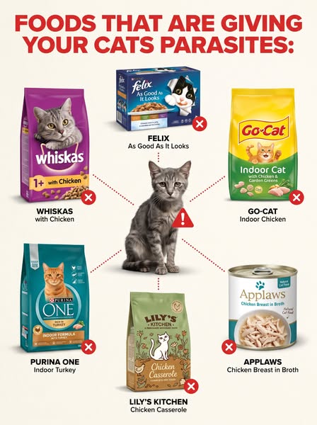 Your Cat's Vomiting Is Actually Parasites