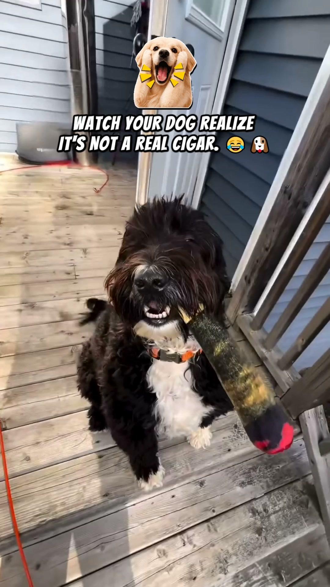 Pawgars™ | Cigar Chew Toy
