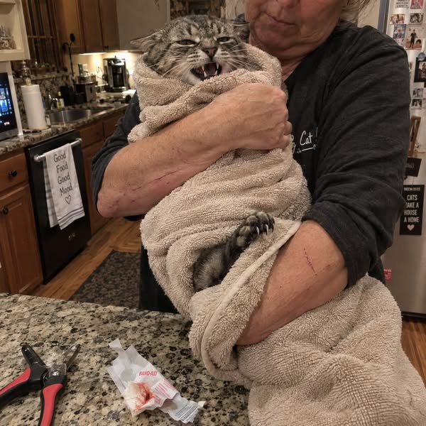 I Spent $665 Trying to Fix My Cat’s Claws