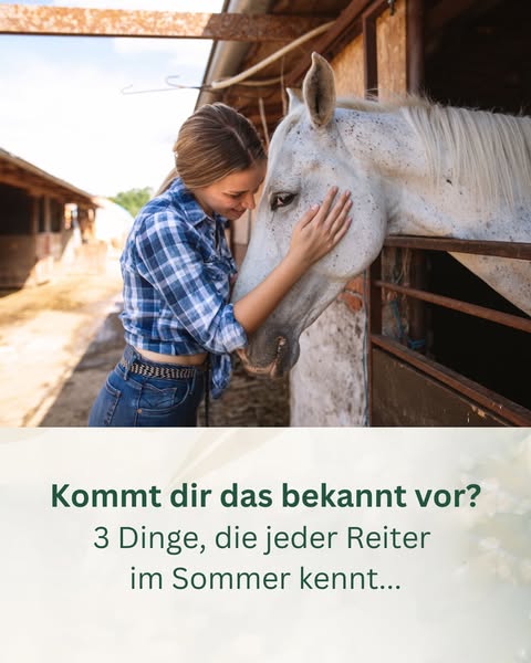 Typische Sommerprobleme beim Pferd erkennen