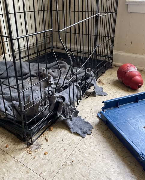 What the Rescue Keeps On, Day and Night. Not Another Crate.