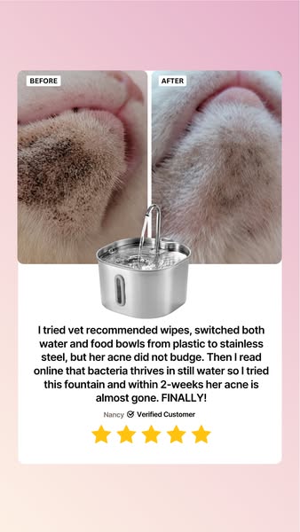You don't have to just accept those black spots on your cat's chin.